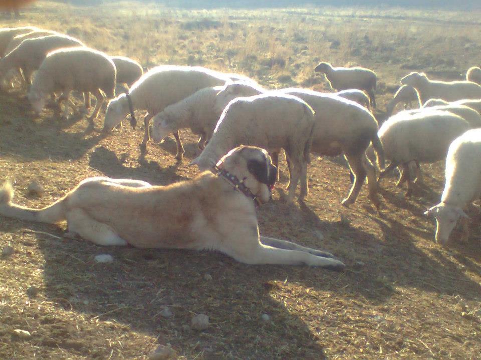 Kangal Vs Kangal KANGAL SEVDALILARI