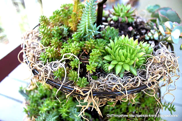 A three tiered succulent garden - so cool! By Old Things New featured on I Love That Junk