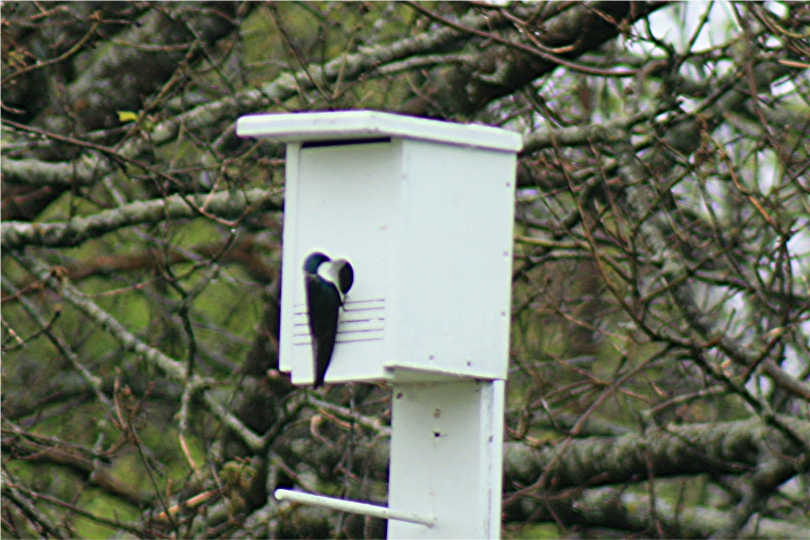 nature tales and camera trails A Successful relocation of our Tree