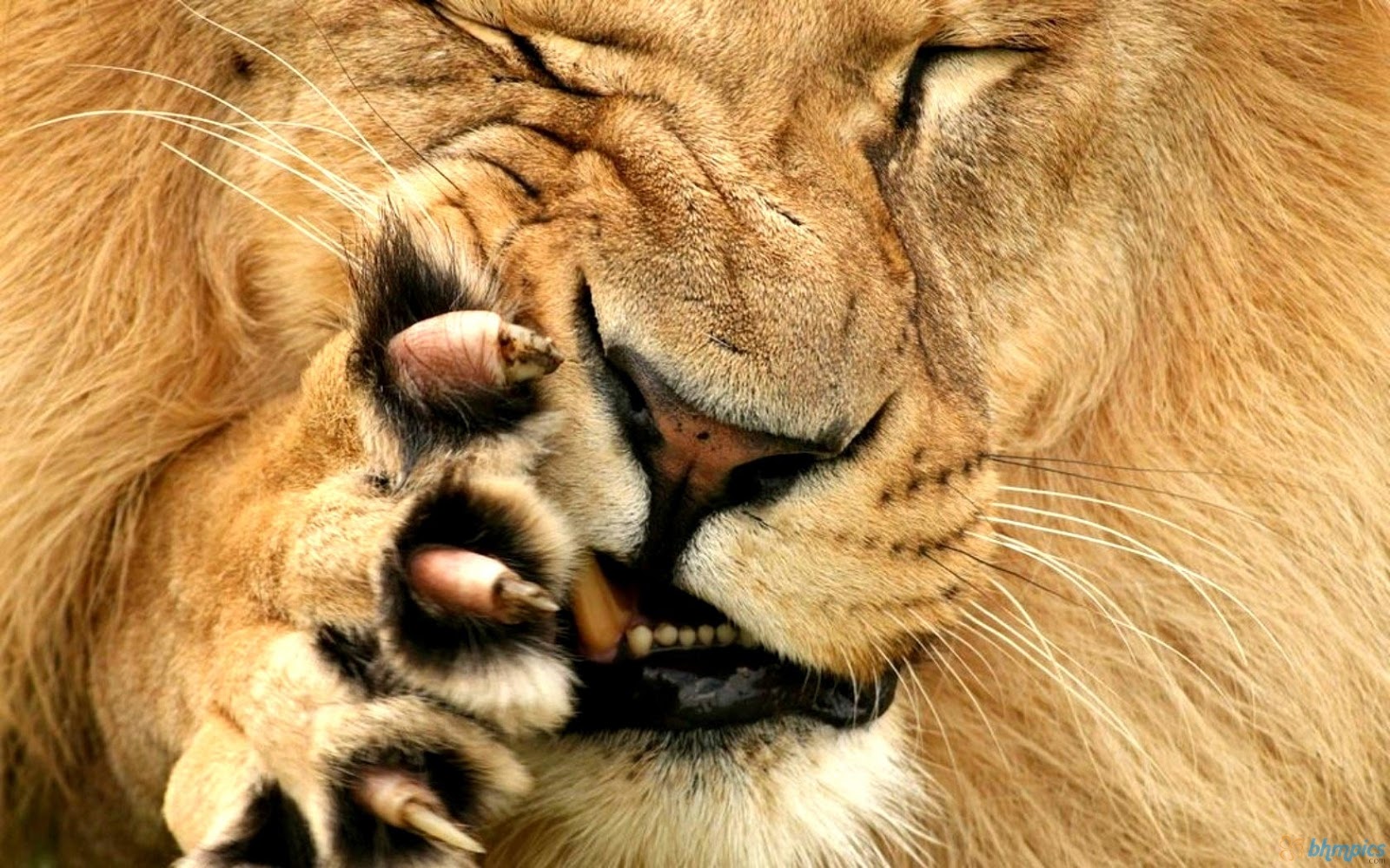 lion+claws+bhmpics.com.jpeg