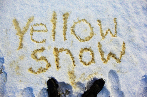 yellow+snow.jpg