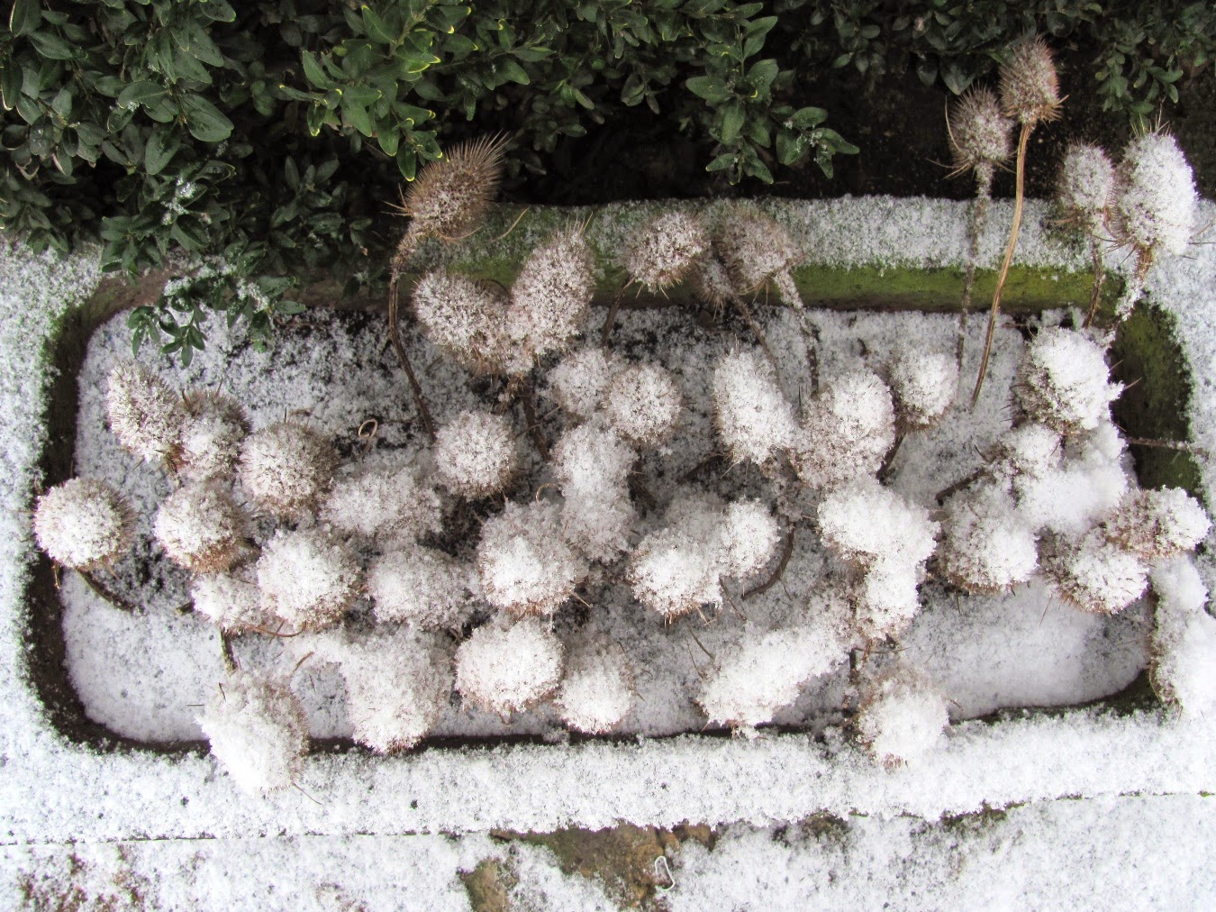 Garten Anders Ungewohnlich Mulltonnen Als Pflanzkubel