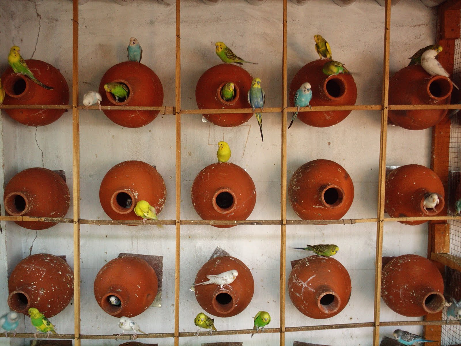 budgie breeding