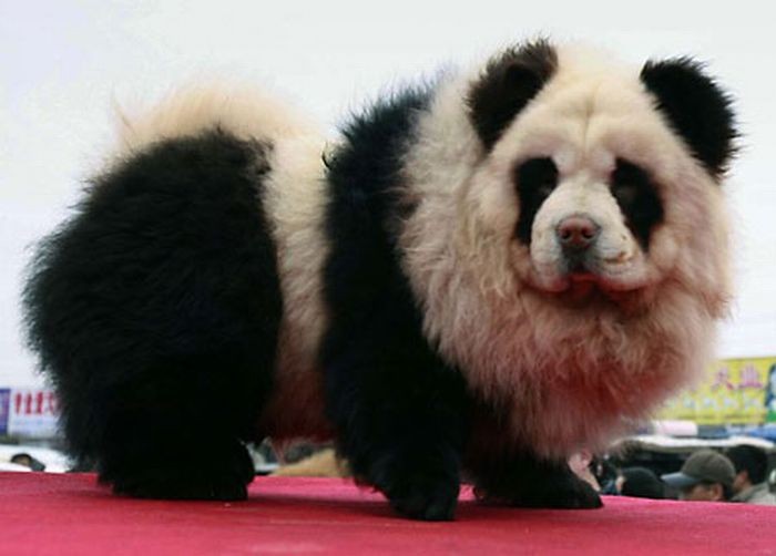 foto-foto anjing lucu