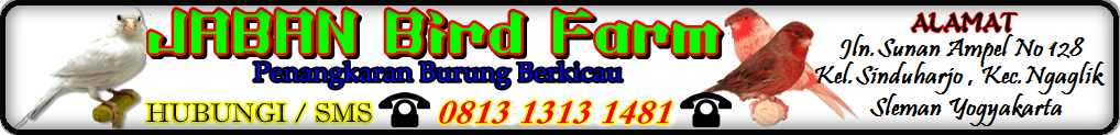 Jaban Bird Farm - Jual Beli Online Burung Kicau - Kontes / Ternak / Koleksi