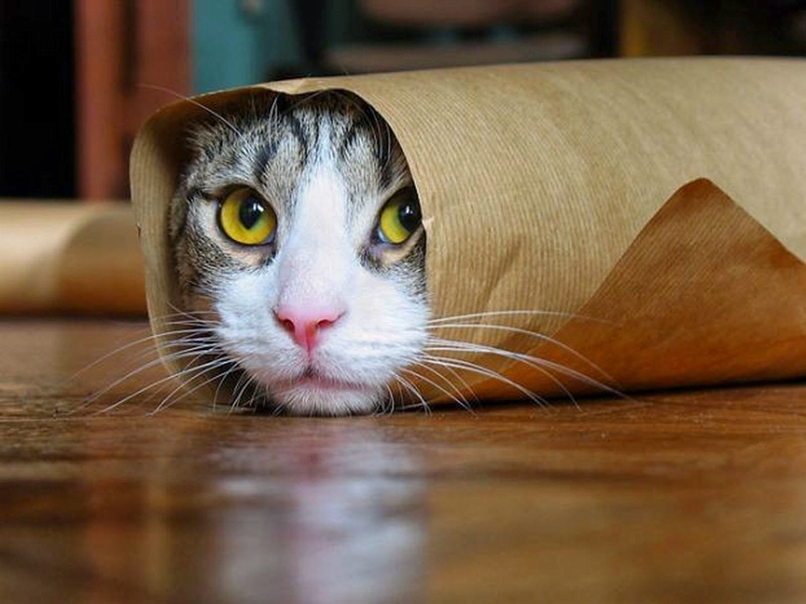 Get HD Wallpaper 10 Wallpaper Kucing Keren Get HD Wallpaper 10 Wallpaper Kucing Keren