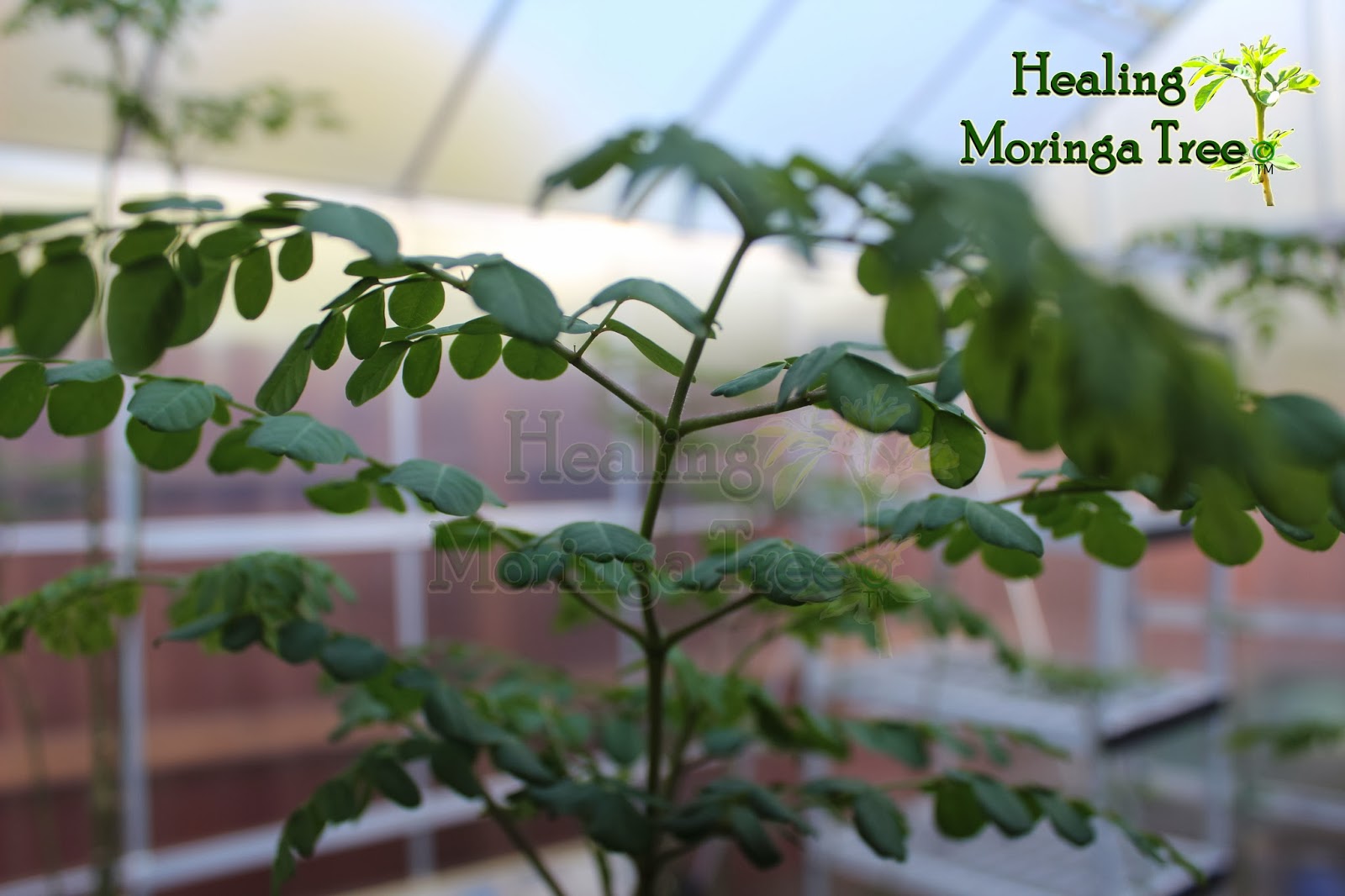 Organic Moringa Trees, Tree of LIFE, Inland empire CA Healthy