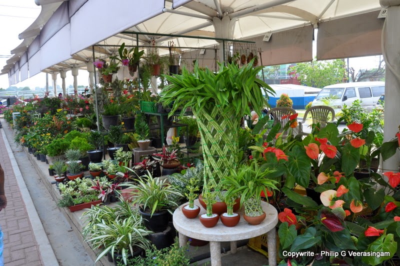 Images of Sri Lanka on plants for sale