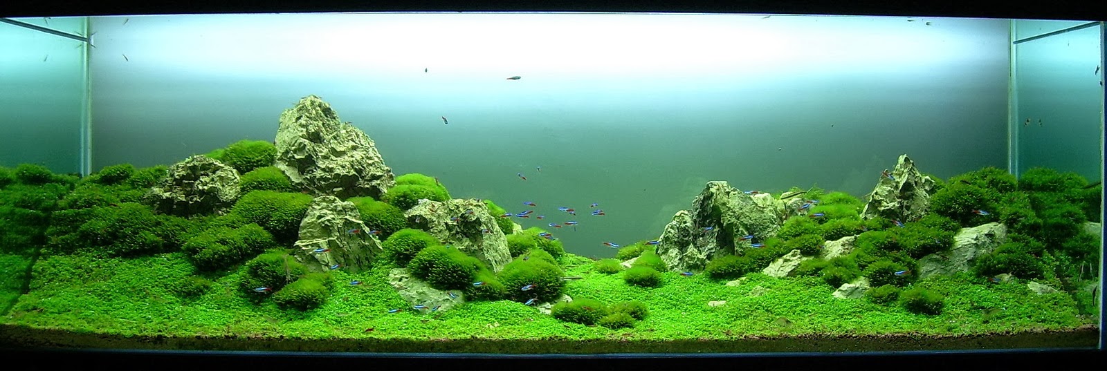 aquascape minimalis batu dunia aquascape r e n shop and gallery aquascape minimalis batu dunia aquascape r e n shop and gallery