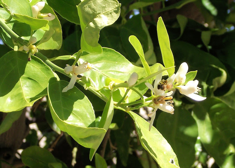 Bees and Flowers