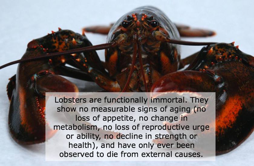 immortal_lobster_crap.jpg