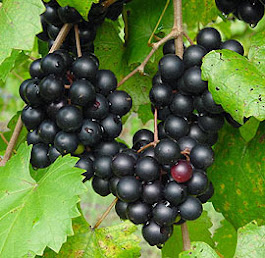 Muscadine Grapes - A Superfood Powerhouse!