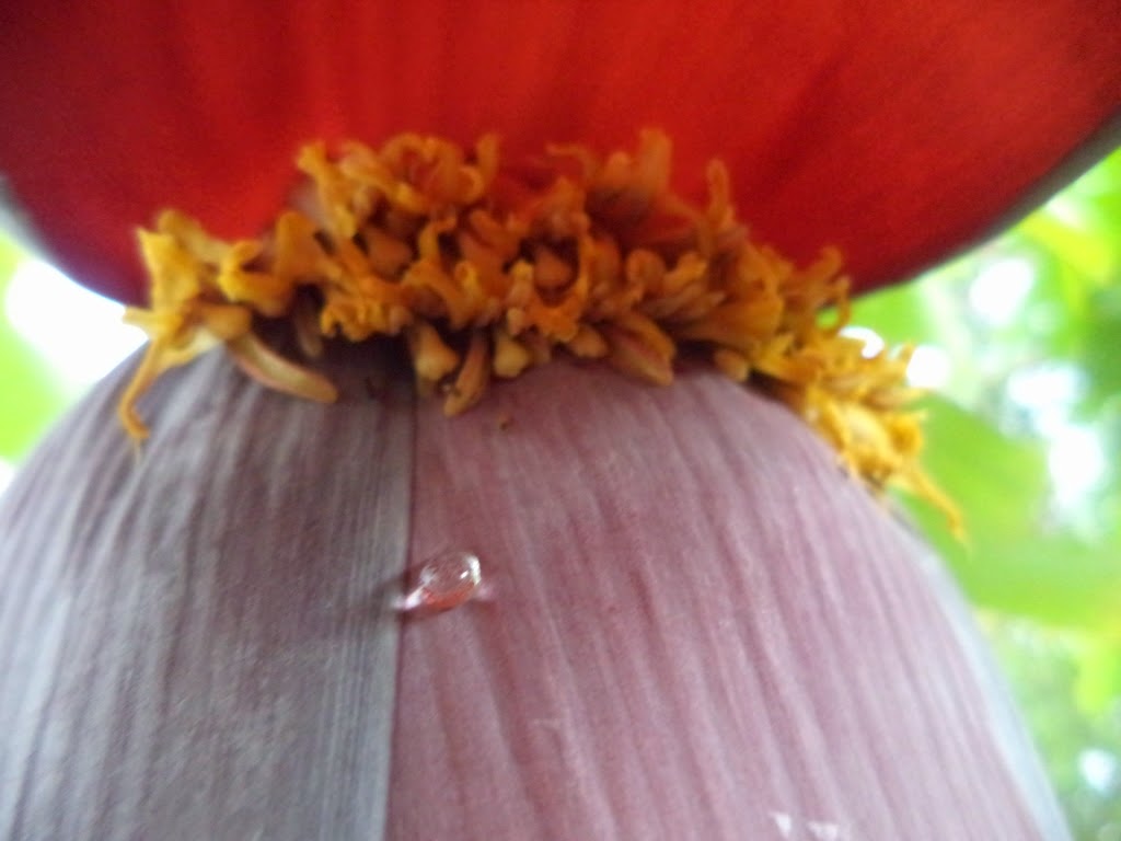 Banana Flower, Banana flower honey, Torn banana leaves, twin bananas, banana bunches, banana plant, Banana Flower, Banana flower honey, Torn banana leaves, twin bananas, banana bunches, banana plant,