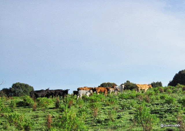 Ganado en Cerro Viejo - Agosto 2013