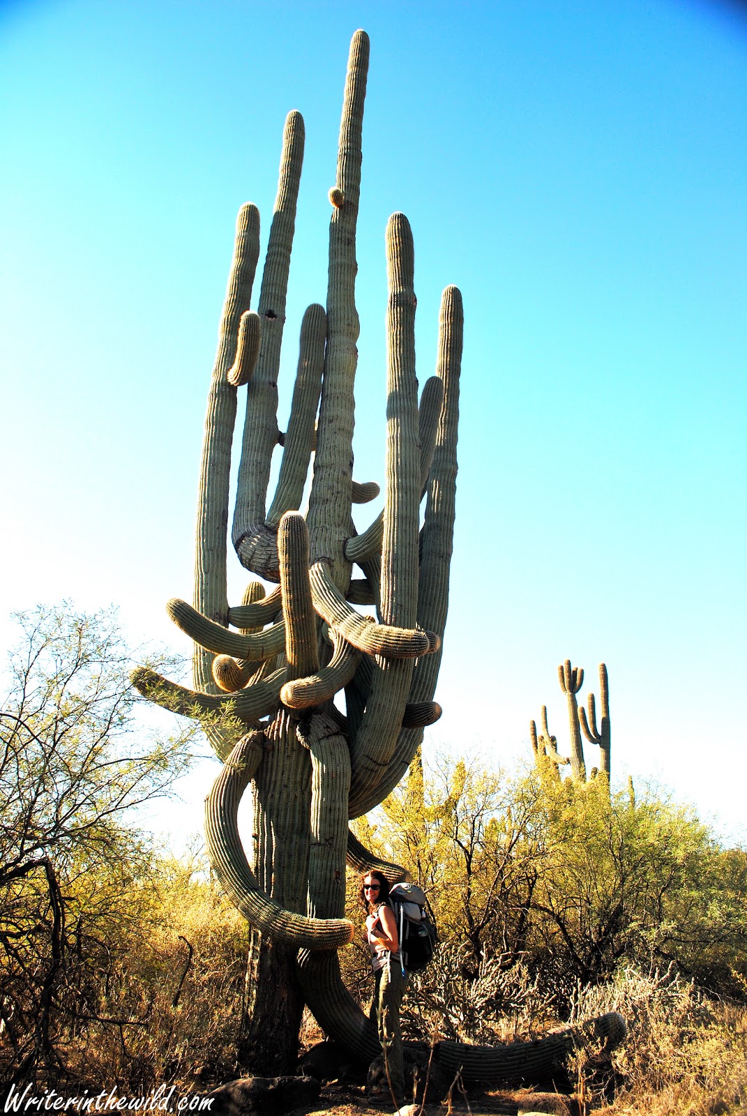 giant saguaro