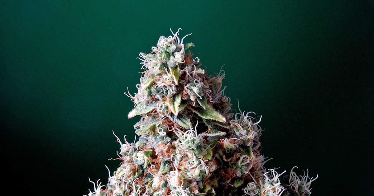 Cannabis Indica The Essential Guide Double Kush by Delta 9 Labs