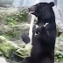 Αρκούδα νίντζα