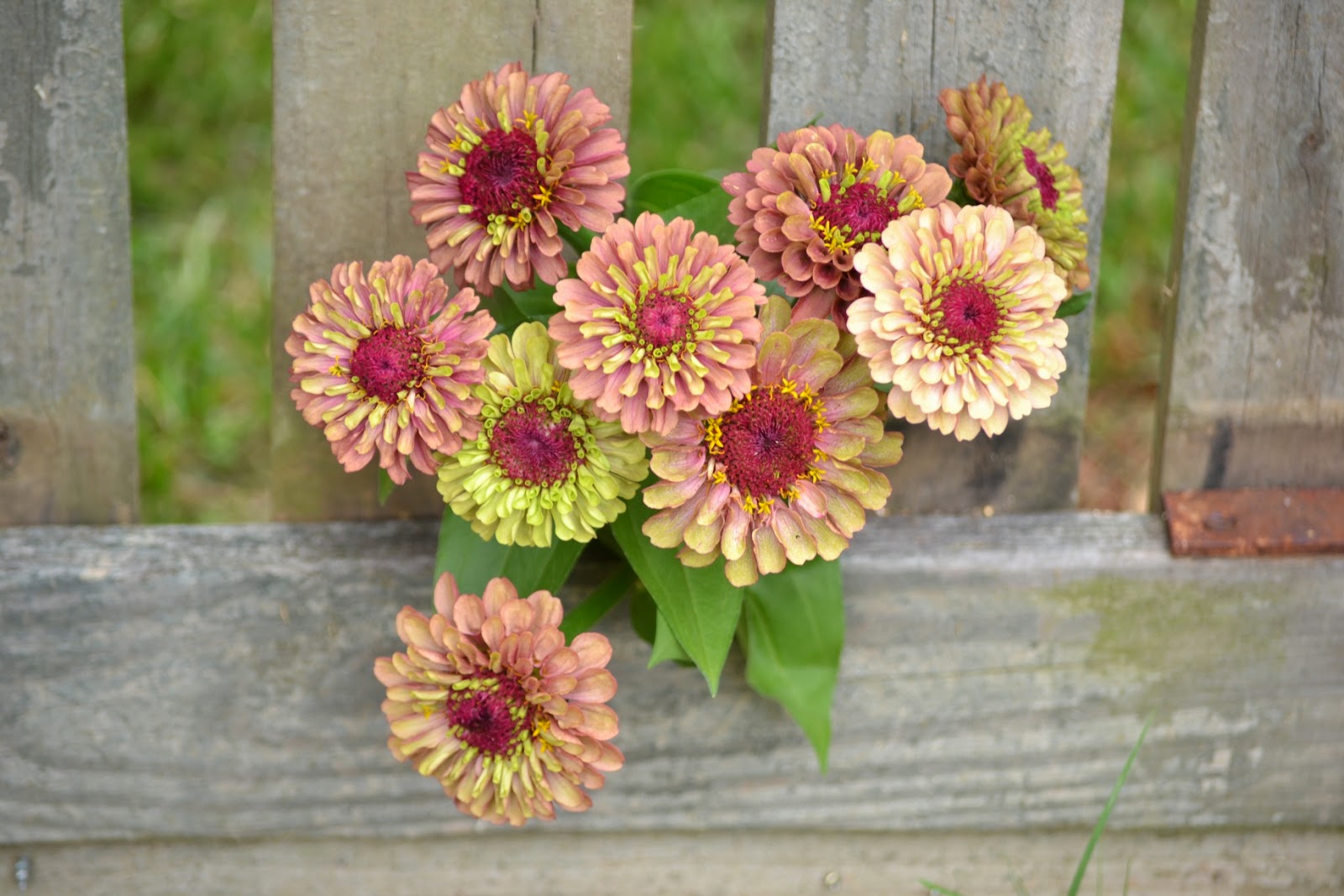 Wedding Flowers from Springwell Summertime is Zinnia Time!