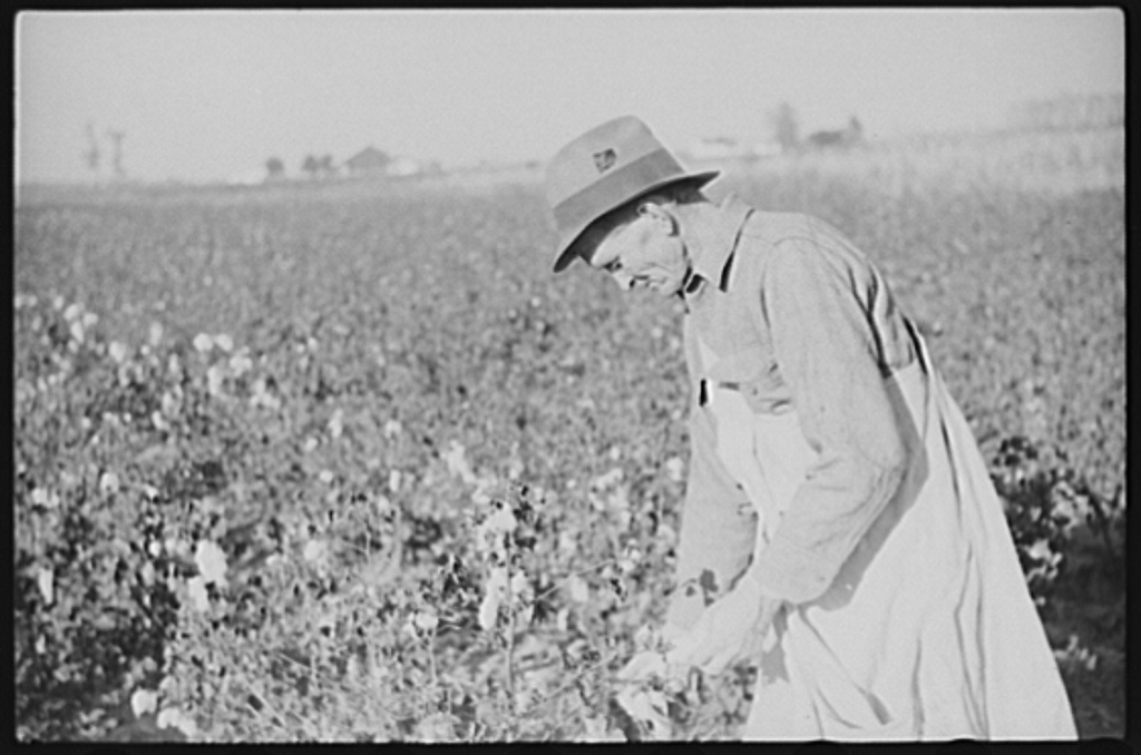 Farmer+picking+cotton+on+Sunflower+Plantation,+FSA+(Farm+Security+Administration)+project,+Merigold,+Mississippi+(1939+Oct)+Wolcott.jpg