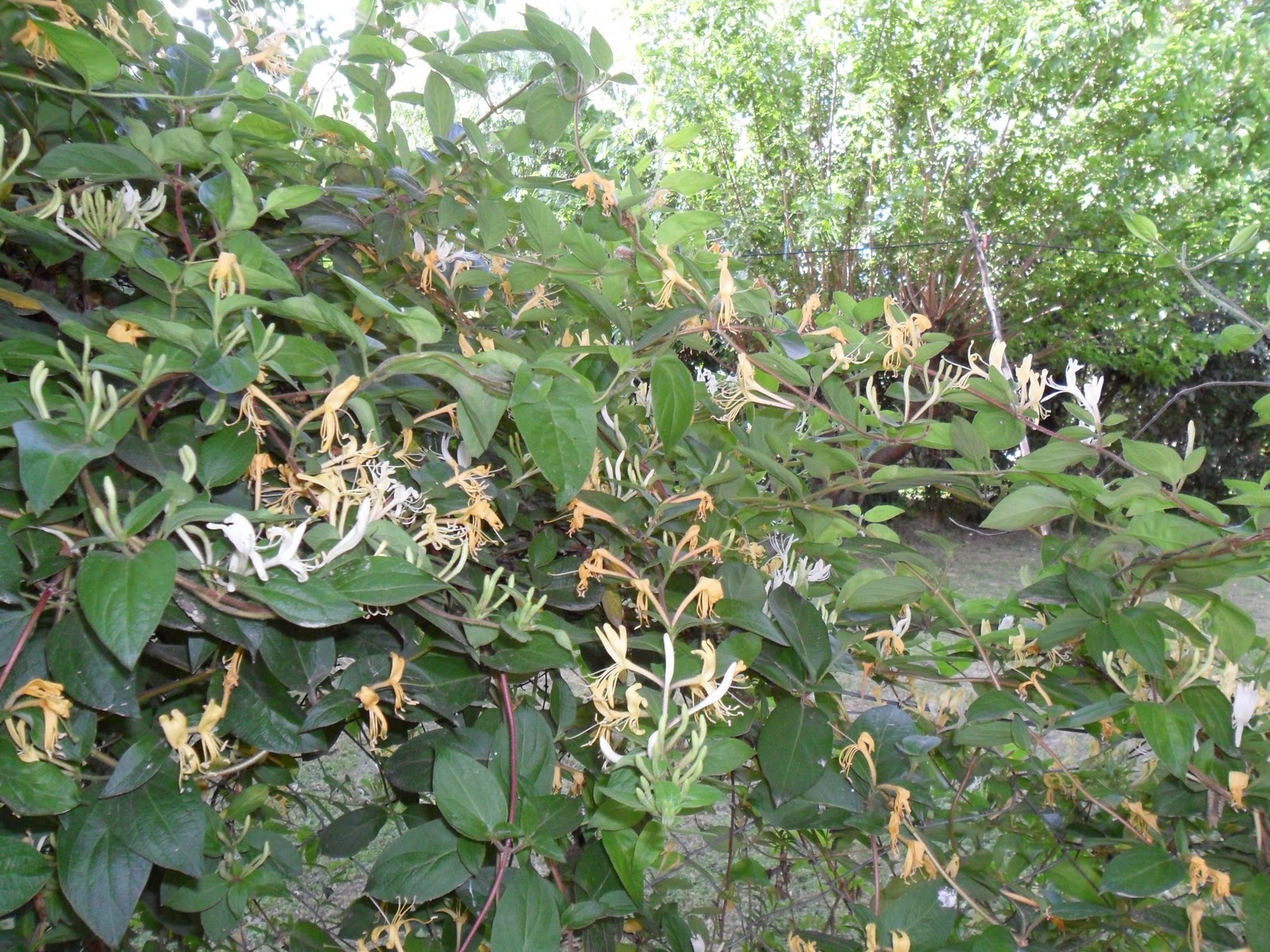 A TODA IMAGEN: flores pequeñas, enredaderas, pothos