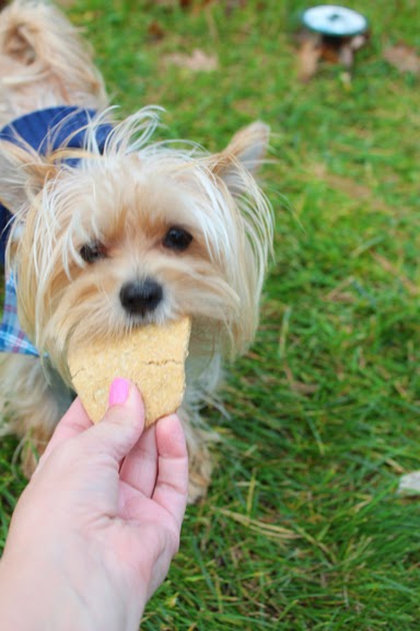 apple cinnamon dog biscuit recipe apple cinnamon dog biscuit recipe