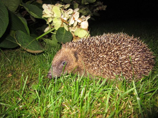 egel gevonden in tuin