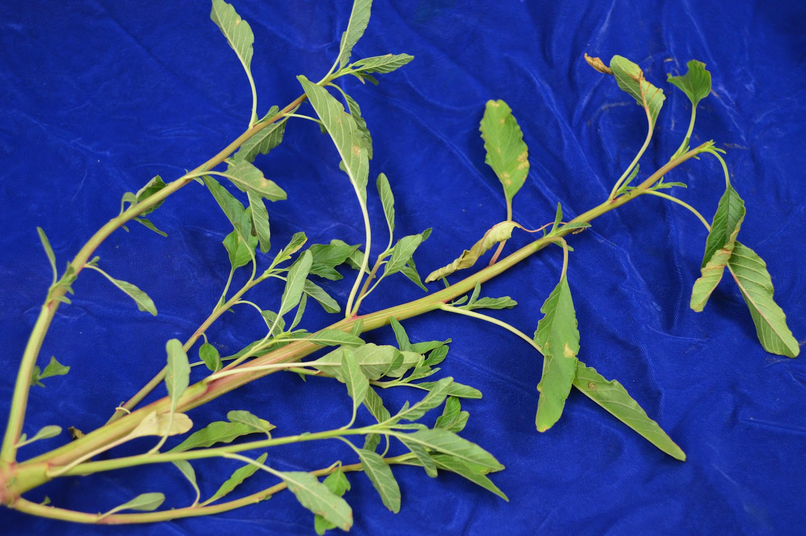 Water Hemp