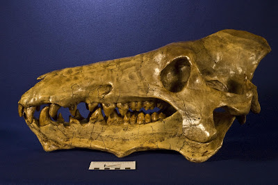 cráneo de Archaeotherium