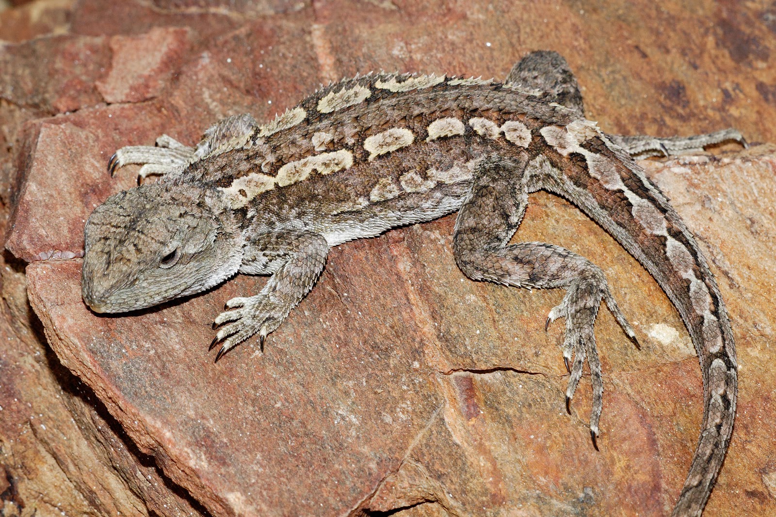 bearded-dragon-yellow-beard.jpg