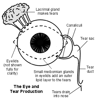 For crying out loud: Dutch scientists grow human tear glands, Human  biology