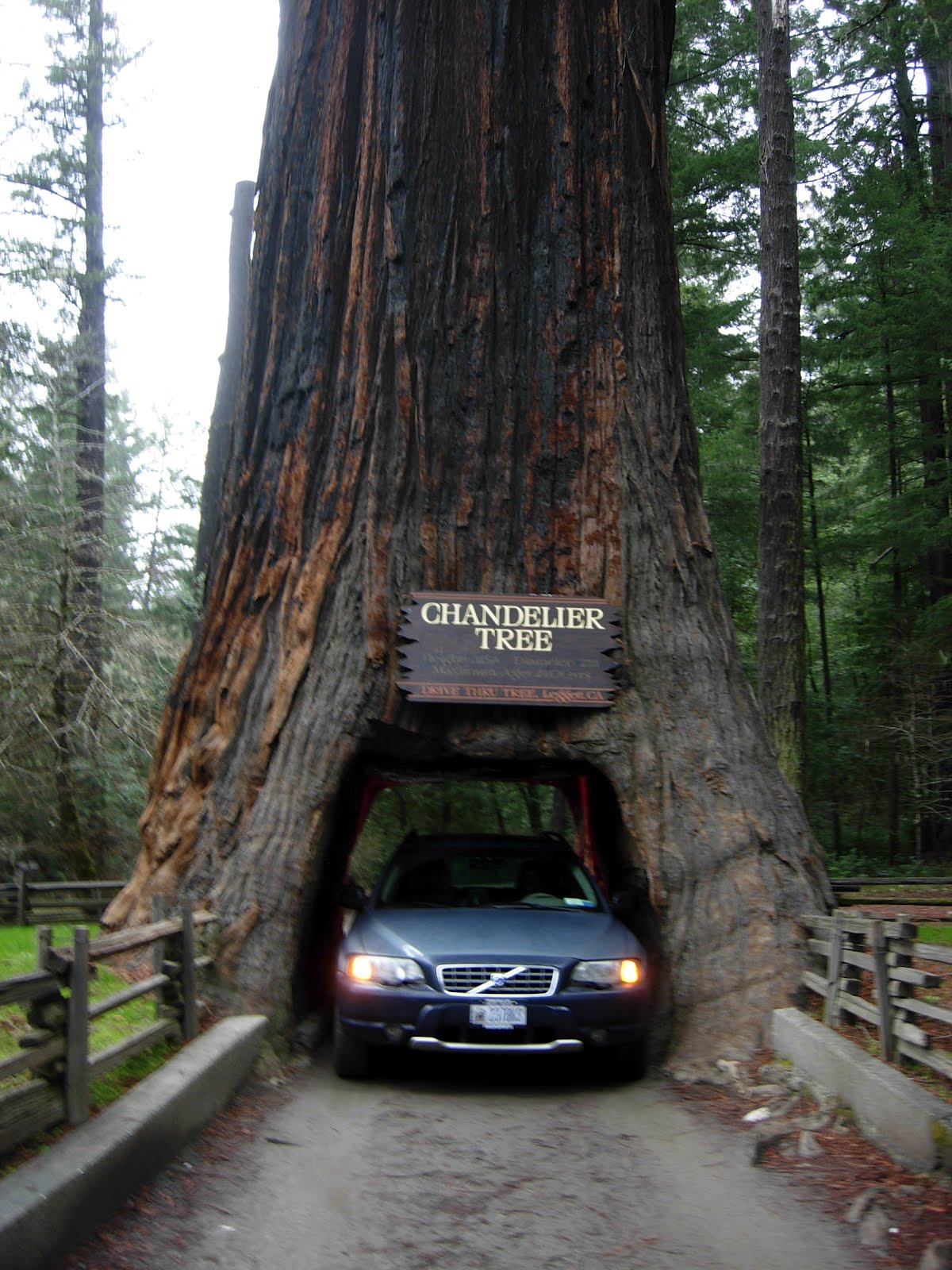 janeandbobandmore JEDEDIAH SMITH REDWOODS PARK