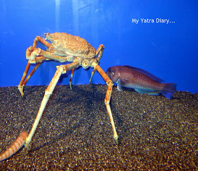 Crab at the Epson Aquarium, Prince Hotel Shinagawa - Japan