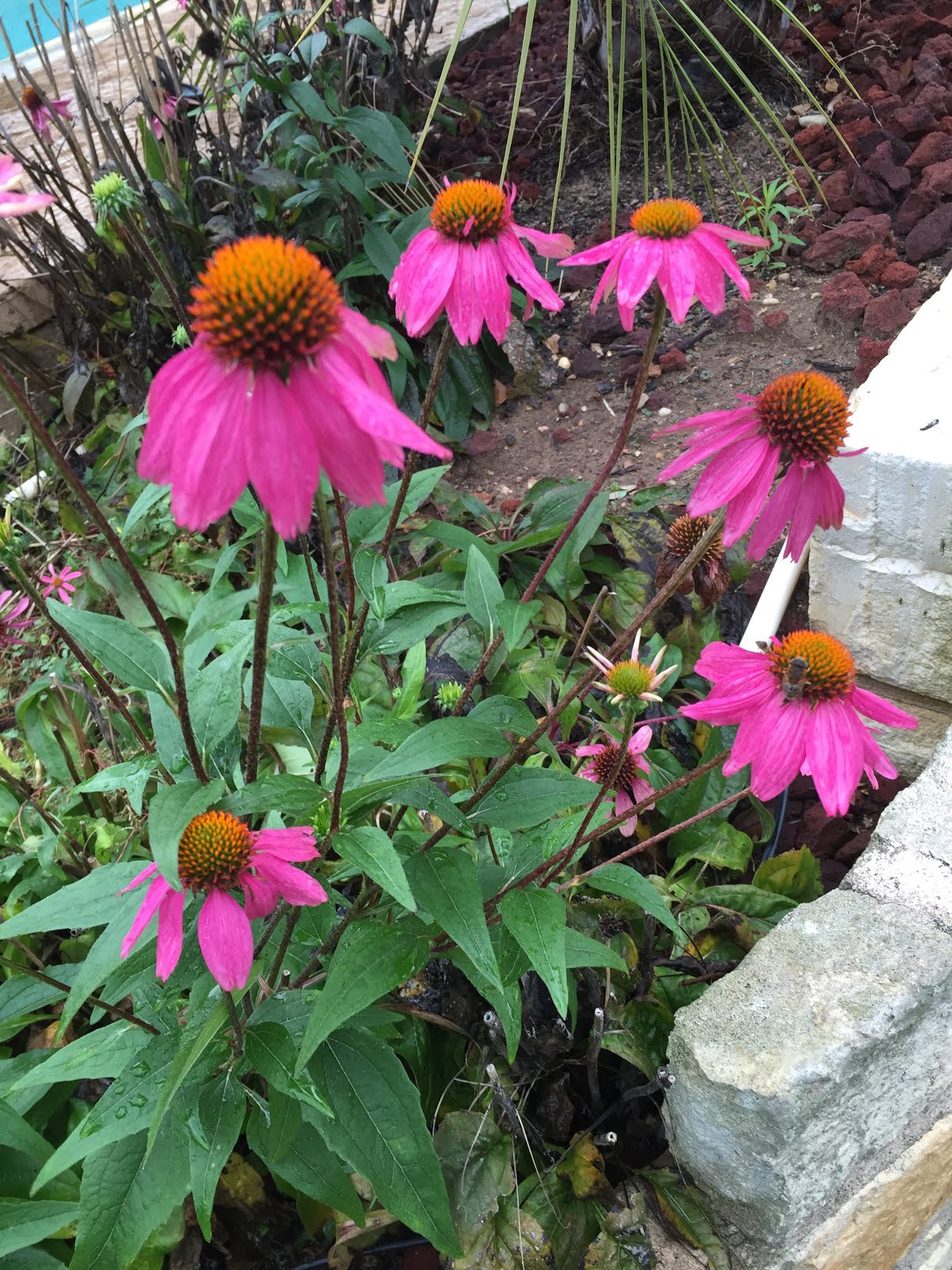 Sharing Nature's Garden January blooms brightening the garden