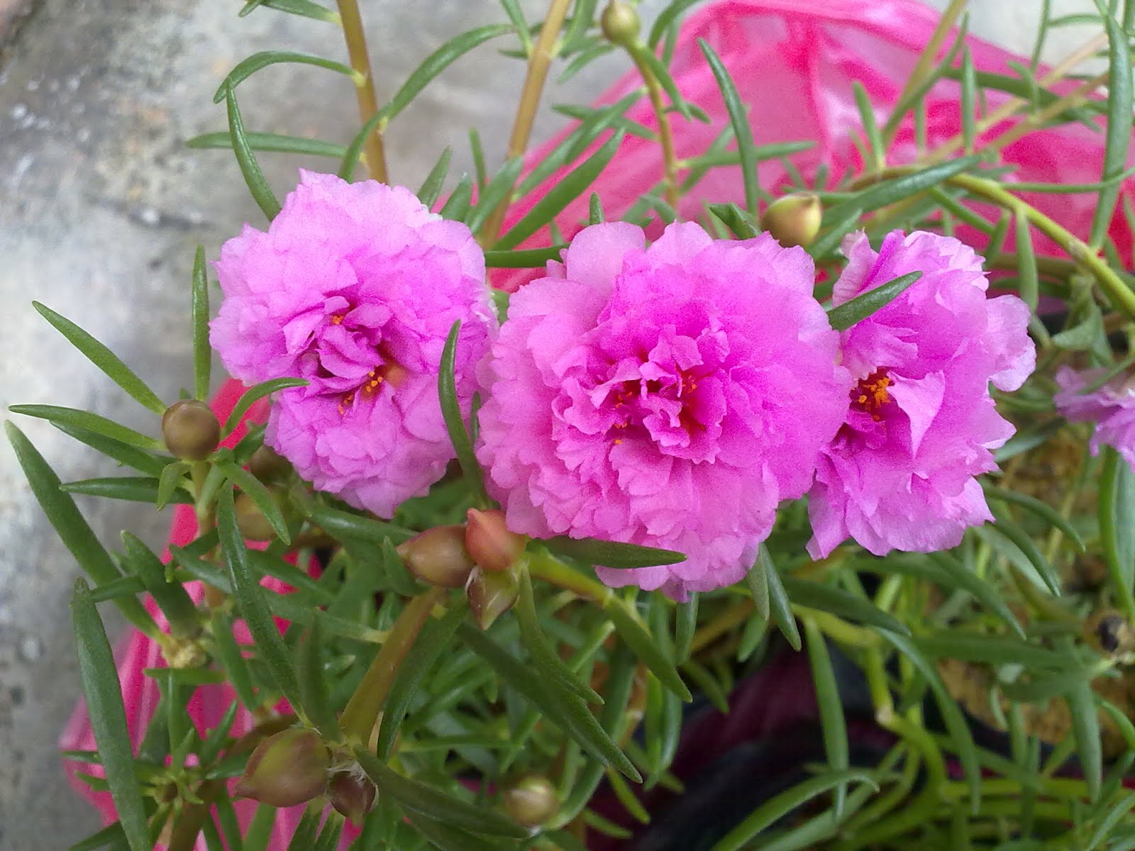 ♥ my luvly diary ♥ japanese ROSE collection..