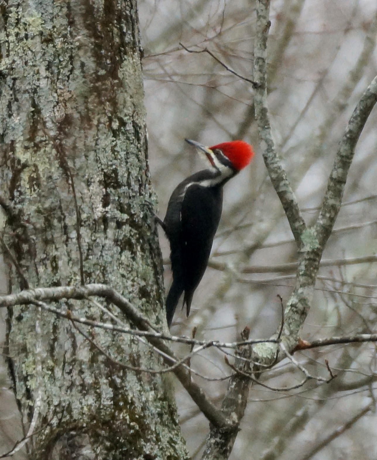 the-greenbelt-gray-day-birds