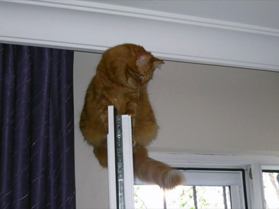 Pencereye tırmanmış bir kedi dengesini kuyruğuyla sağlar