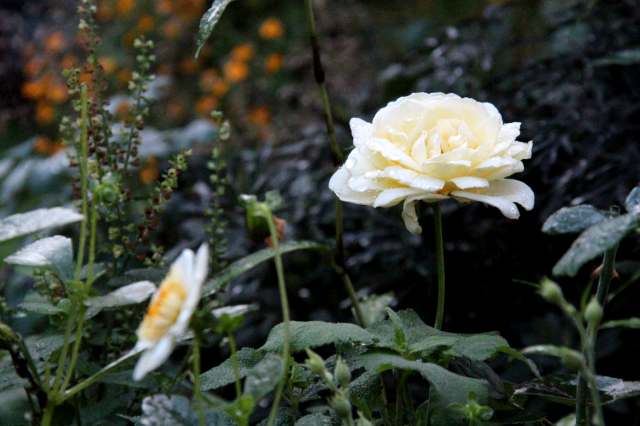 Bac A Fleurs Rectangulaire Haut 116 Litres Chez Jardin Et Saisons