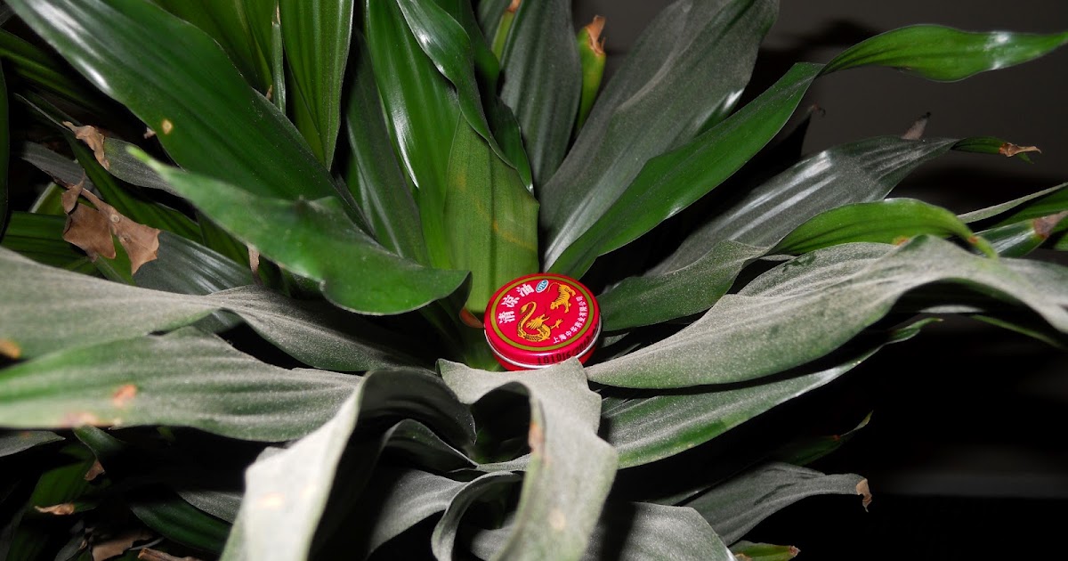 My Biological Collection Autotroph