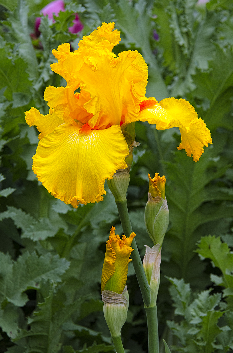 Linda Cochran's Garden Bearded Irises