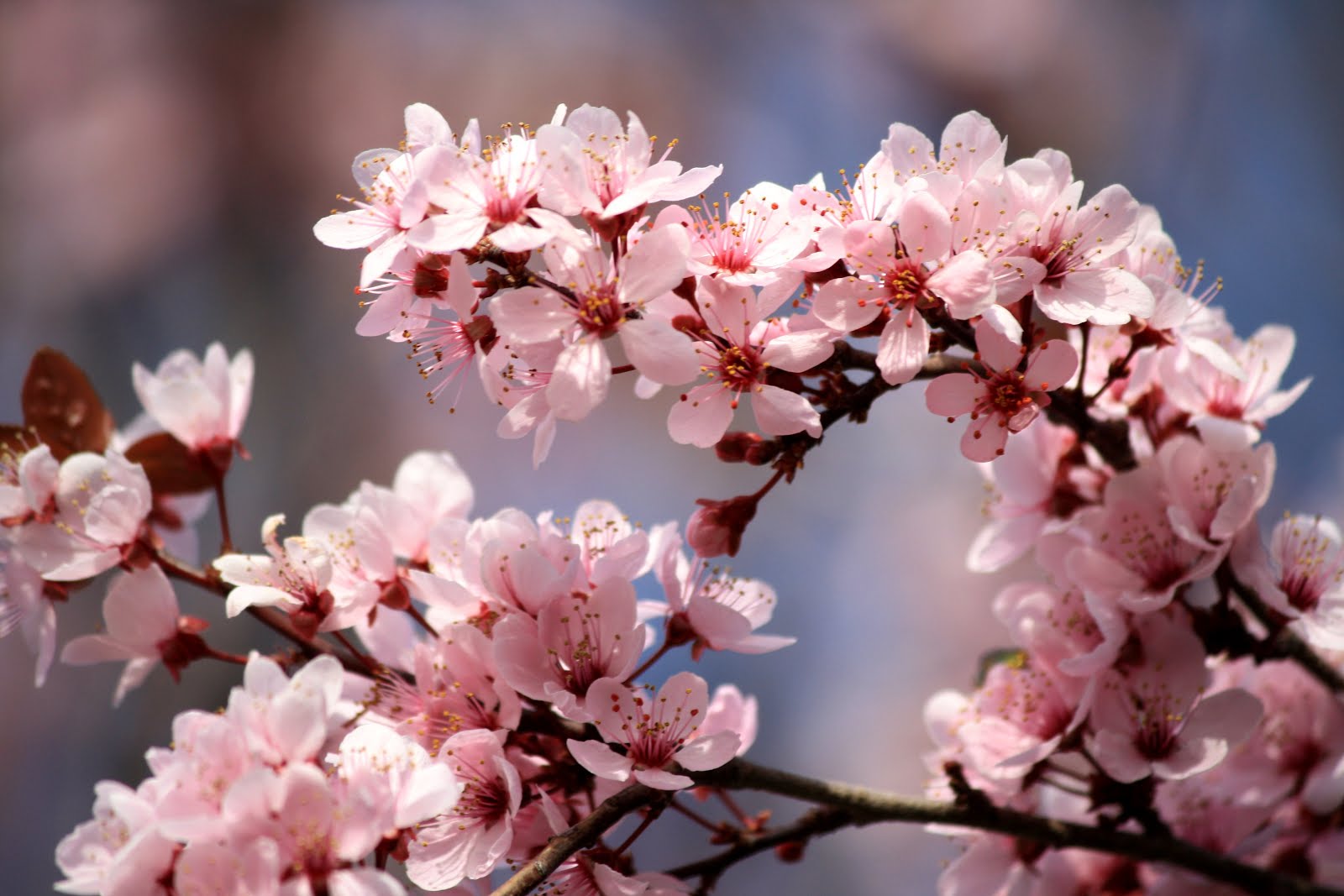 Bamboo and Plum Blossom