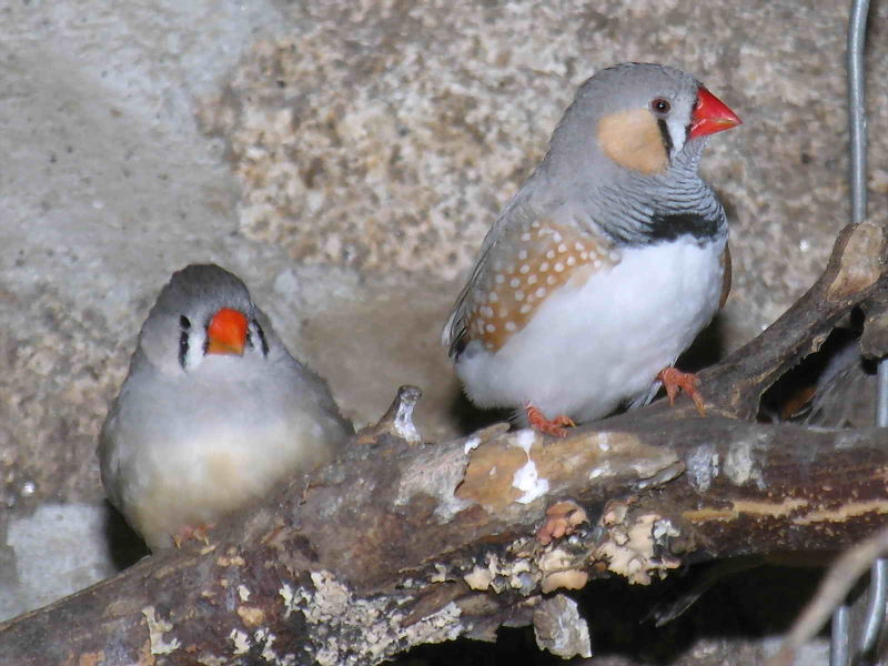 pregnant baby zebra finch pregnant baby zebra finch
