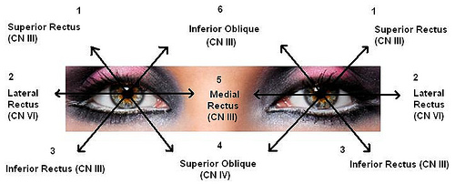 Testing Ocular Muscles