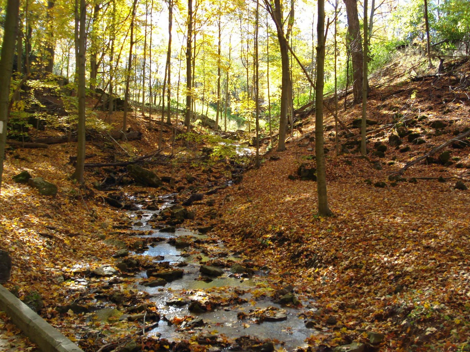 Hamilton Conservation Nature Crawl in the Dundas Valley