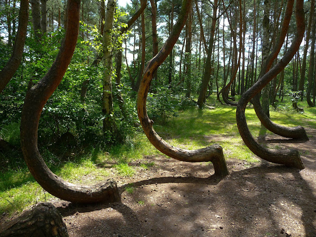 Bosque de árboles curvos en Polonia... Bosque+torcido+polonia+3