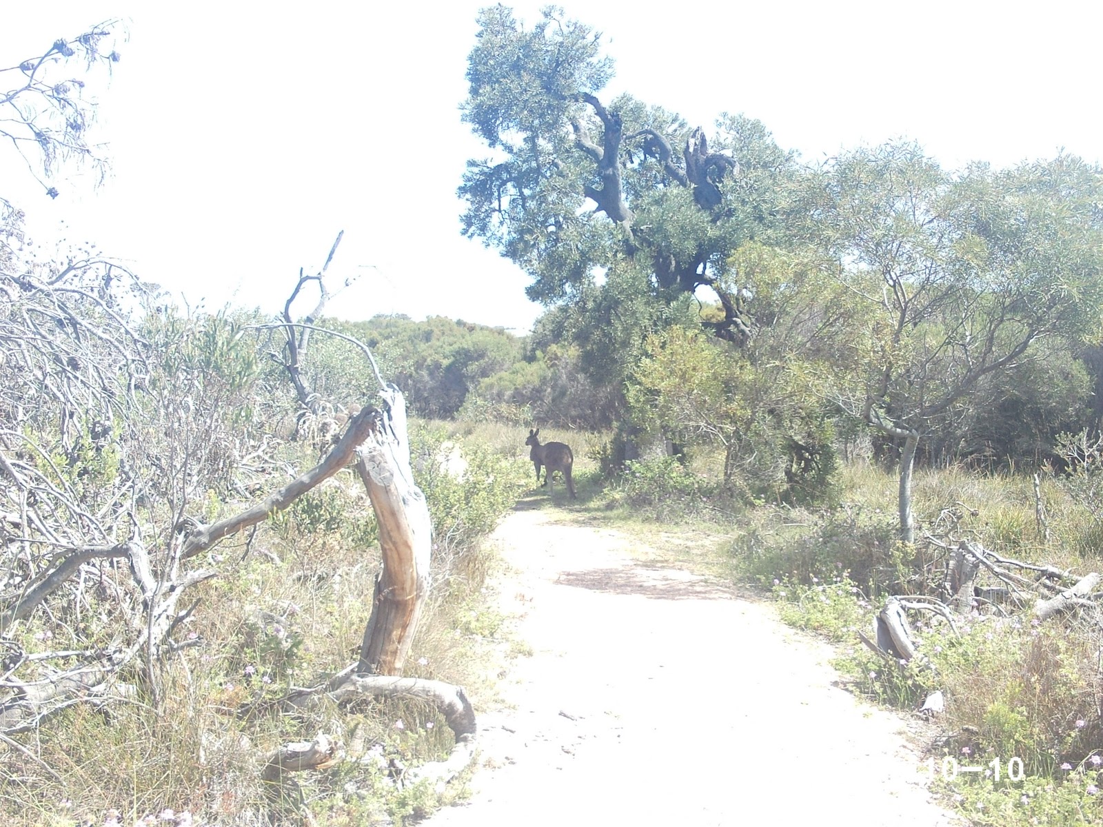 Trail6.JPG