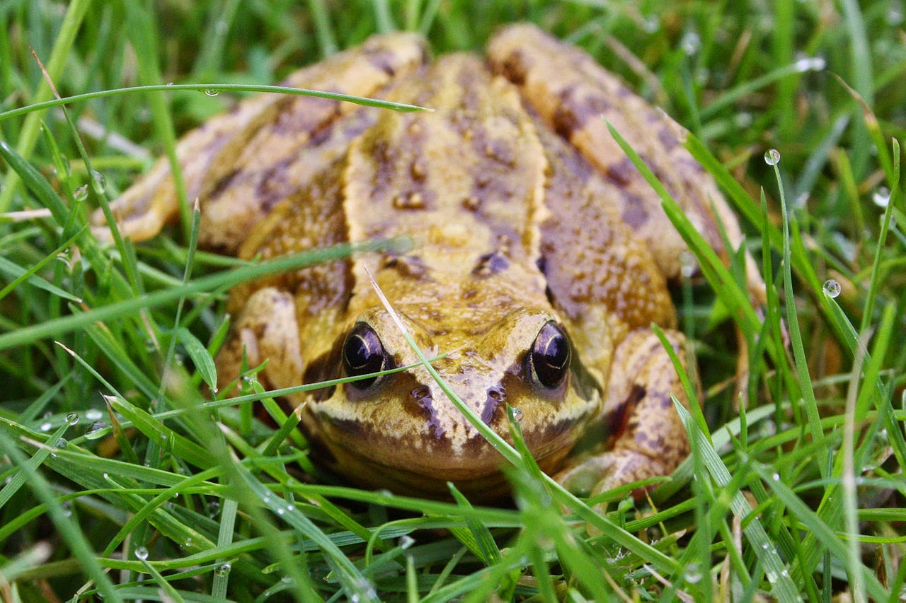frogs and dogs vet what threat do frogs and toads pose to dogs frogs and dogs vet what threat do frogs and toads pose to dogs