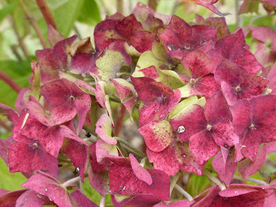 Lot De 8 Images Romantiques Dessins De Fleurs Et Cartes Postales