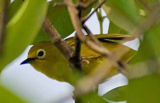 gambar burung pleci gambar burung