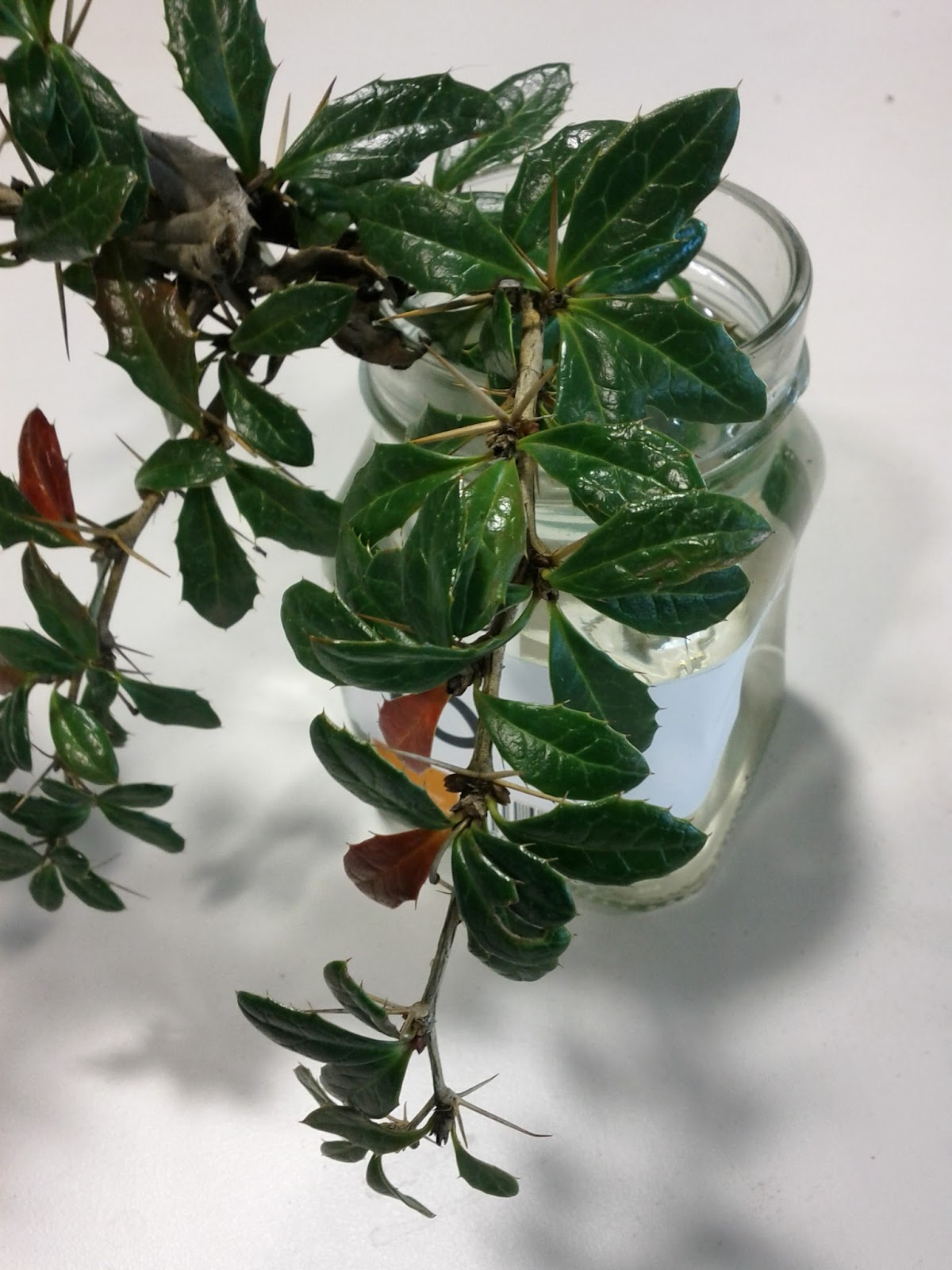 Voice Of The Trees October 2011