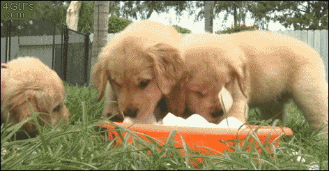 Funny animal gif, puppy vs ice cube